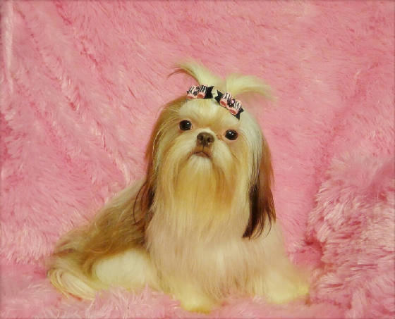 chloe-bellapuppypics237-picsay_b.jpg